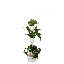 Citysens Jardin d'intérieur avec 3 plantes placides bleues et arrosage auto blanc