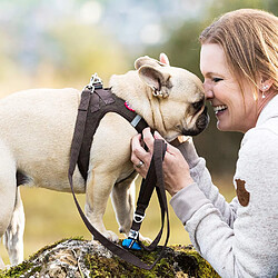 Curli Basic Laisse en Nylon pour Chien