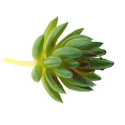 Plante Succulente Artificielle