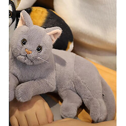 Acheter Universal Homemiyn Cat Doll mignon en peluche de fille en peluche fille ragdoll drague cadeau d'anniversaire (30x15x20cm) (gris)