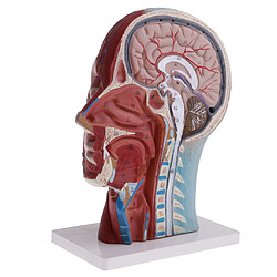 Avis modèle pour l'anatomie de l'enseignement