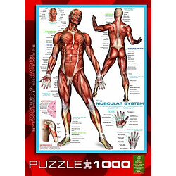 Acheter Puzzle du systAme musculaire Eurographics (1000 piAces) (6000-2015)