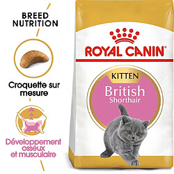 Royal Canin Race British Shorthair Kitten