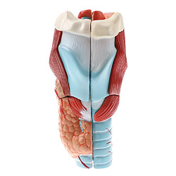 Statue de larynx et pharynx humain