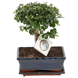 Plant in a Box Carmona microphylla - Bonsaï Carmona Ball - Hauteur 30-35cm - Pot 20cm