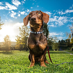 Collier pour chien