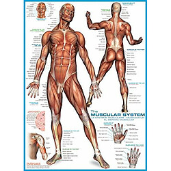 Puzzle du systAme musculaire Eurographics (1000 piAces) (6000-2015)