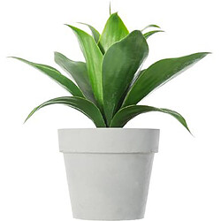 Plante artificielle en ciment et plastique, gris - Dim : L.28 x l.28 x H.34 cm -PEGANE-