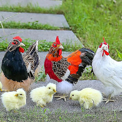 Universal 4pcs / ensemble réaliste à fourrure bébé poussin - simulation animal jouet la vie de poulet en forme de poule