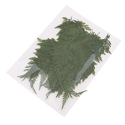 500pcs Feuilles Séchées Naturelles Fougère DIY Art Floral Décors Collection pas cher