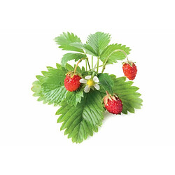 Click & Grow recharges pour jardinière Smart Herb Garden Fraise des bois Pack de 3 pas cher