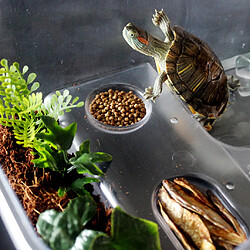 terrarium tortue d'eau