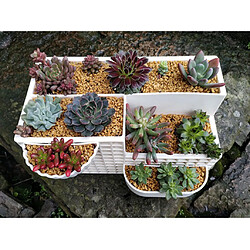 Avis Accueil Jardinière Bureau Pot De Fleur Blanc Rectangulaire Succulent Plant Pot Combo