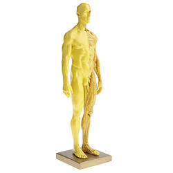 Acheter 11 Pouces Modèle D'anatomie Masculine Modèle Référence Anatomique Pour Les Artistes - Jaune