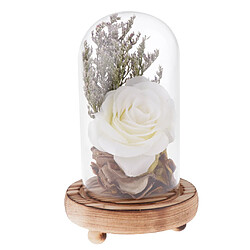 vitrine cloche cloche dôme fleur immortelle conservation vase blanc