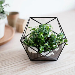 Paquet de 2 bouteilles en verre verre Terrarium Succulent planteur fleur Vase