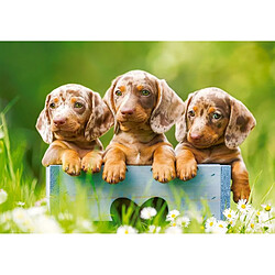 Puzzle 500 pieces Puppies adorle dachshunds