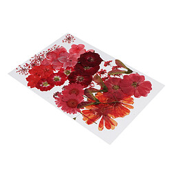 36/37/38/39 / 42Pc Naturel Réaliste Fleurs Séchées Pressées DIY Scrapbook Rouge