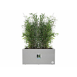 Jardinière rectangle en plastique 60 x 30 cm Elho Vivo - gris ciment