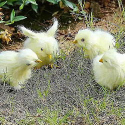 Universal 4pcs / Set réaliste poulet à fourrure - simulation animale jouet la vie de poulet de poulet de poulet