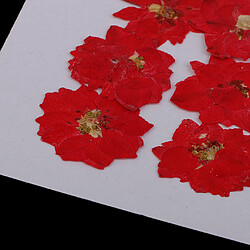 12 pcs pressé fleurs séchées larkspur réel pressé fleurs séchées diy rouge