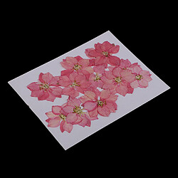 12 pcs pressé fleurs séchées larkspur réel pressé fleurs séchées diy rose pas cher