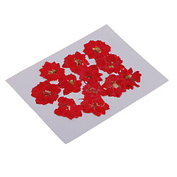 Avis 12 pcs pressé fleurs séchées larkspur réel pressé fleurs séchées diy rouge