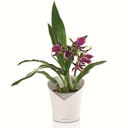 Avis LECHUZA Jardinière ORCHIDEA ALL-IN-ONE Blanc mat