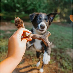 Benefon Benebone Puppy Lot de 2 Jouets a mâcher pour chiots durables saveur bacon, bois d'érable véritable pas cher