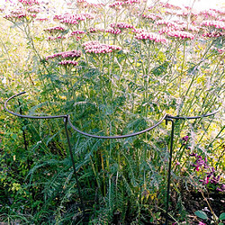 Harrod Horticultural  Support à plantes courbé en acier (Lot de 6)