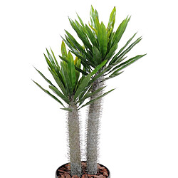 Pegane Plante artificielle haute gamme Spécial extérieur / Pachypodium artificiel - Dim : 100 x 50 cm