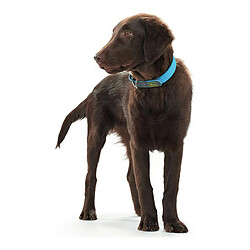 Collier pour Chien Hunter Convenience Turquoise (33-41 cm)