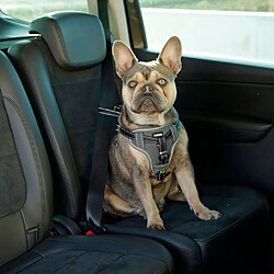 Equipement de transport pour chien Kerbl