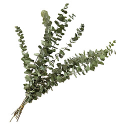 10 branche Feuilles D'eucalyptus Fleurs Séchées Séchées Feuilles D'eucalyptus Plantes Réel DIY Fleur Bouquet Maîtresse de Mariage Décor Eucalyptus