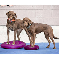 Avis FitPAWS Disque d'équilibre pour animaux de compagnie 36 cm