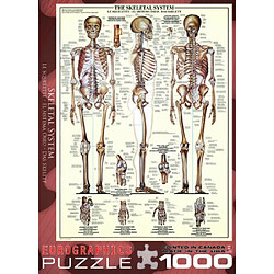 Acheter Eurographics Skeletal System (graphique) Puzzle (1000 piAces) (6000-3970)