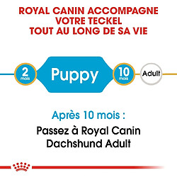 Acheter Royal Canin Race Dachshund-Teckel Junior