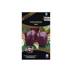 Sanrival Graines potagères premium poivron Oda violet allongé