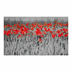 Paris Prix Papier Peint Coquelicots Rouge sur Champ Noir & Blanc 270x450cm