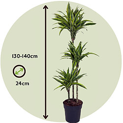 Plant in a Box Dracaena fragrans Deremensis - Citron vert - Pot 24cm - Hauteur 130-140cm