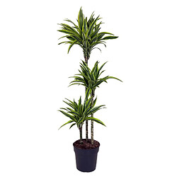 Plant in a Box Dracaena fragrans Deremensis - Citron vert - Pot 24cm - Hauteur 130-140cm