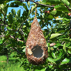 Avis Nid d'oiseau en paille tissée à main Bird House