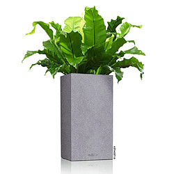 Avis LECHUZA Jardinière CANTO Stone 30 LED High ALL-IN-ONE 30x30 cm