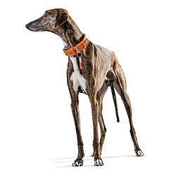 Avis Hunter Collier pour Chien Cannes - Cuir Nappa de Vachette