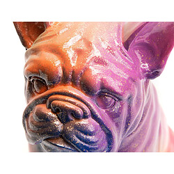 Amadeus Bulldog Français Yuki assis Rainbow XS