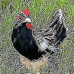 Universal 4pcs / ensemble réaliste poulet à fourrure - simulation animale jouet de poultre réaliste poule