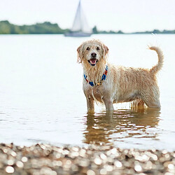 Acheter Collier pour Chien Hunter OSS Bleu (40 cm)