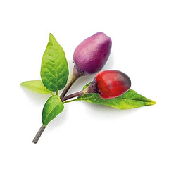 Click & Grow Graîne Piment Violet Smart Garden Click&Grow 3 semis