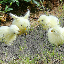 Universal 4pcs / ensemble réaliste poulet à fourrure - simulation animale jouet de poultre réaliste poule pas cher