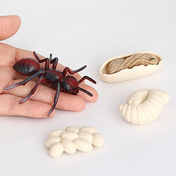 Avis 2x Simulation Ant Growth Life Cycle Figures Jouet D'imagination pour Les Enfants